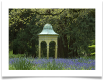 Bluebells - Denis McAllister